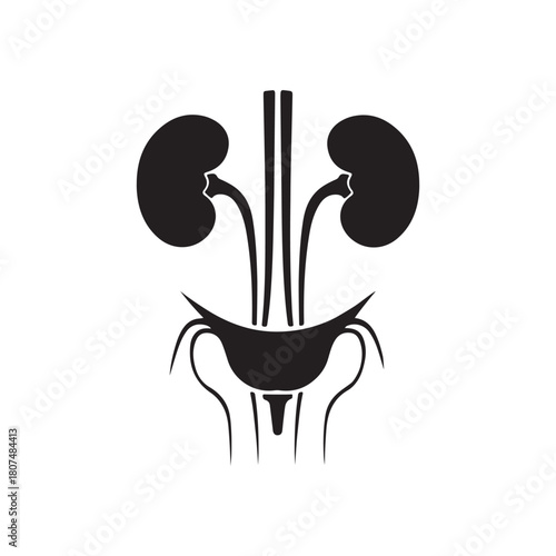 Human Kidney Anatomy Silhouette Icon – Medical Organ Vector for Healthcare, Anatomy Education, and Infographic Designs