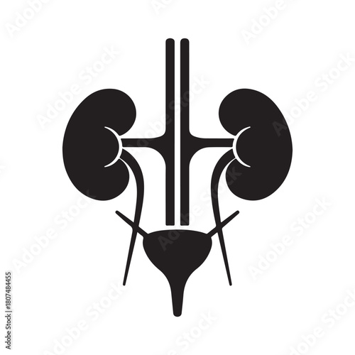 Human Kidney Anatomy Silhouette Icon – Medical Organ Vector for Healthcare, Anatomy Education, and Infographic Designs