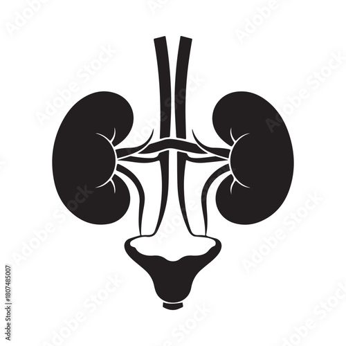 Human Kidney Anatomy Silhouette Icon – Medical Organ Vector for Healthcare, Anatomy Education, and Infographic Designs