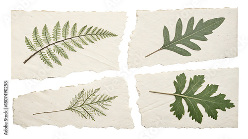 Four pressed botanical specimens of ferns and leaves on textured paper isolated on transparent background