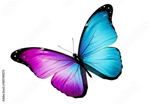 Vibrant bicolor butterfly with pink and blue wings isolated on transparent background
