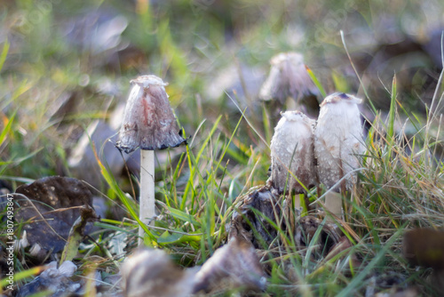 Dung Mushrooms (Coprinus) in Late Autumn Grass