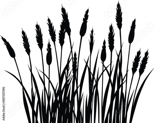 reed like tall grass profile silhouette.eps