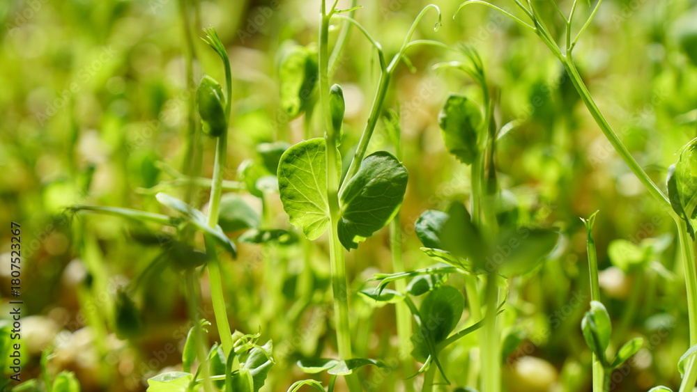 Obraz premium Macro Photograph Capturing the Intricate Detail of a Dense Bed of Young Pea Sprouts, Bathed in Bright Natural Light.