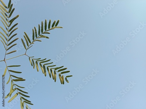 Neltuma glandulosa or Procopius glandulosa torr leaves pattern or honey mesquite plant leaves pattern 