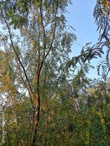 Neltuma glandulosa or Procopius glandulosa torr leaves pattern or honey mesquite plant leaves pattern 