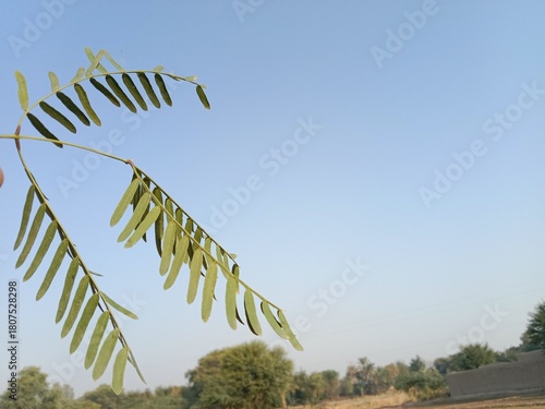Neltuma glandulosa or Procopius glandulosa torr leaves pattern or honey mesquite plant leaves pattern 