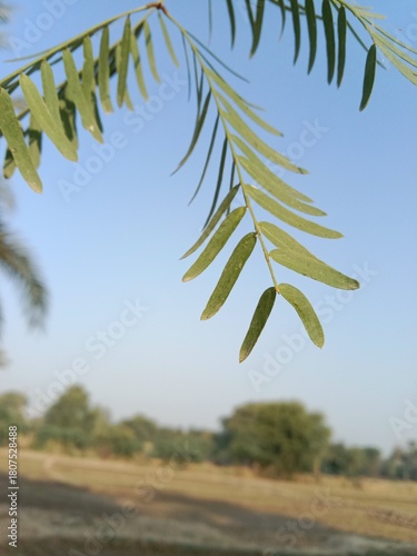 Neltuma glandulosa or Procopius glandulosa torr leaves pattern or honey mesquite plant leaves pattern 