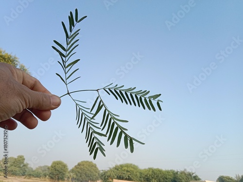 Neltuma glandulosa or Procopius glandulosa torr leaves pattern or honey mesquite plant leaves pattern 