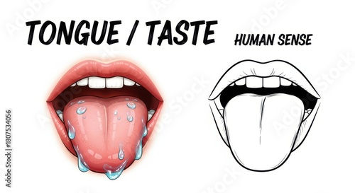 Exploring the human tongue and the sense of taste through realistic and illustrated views