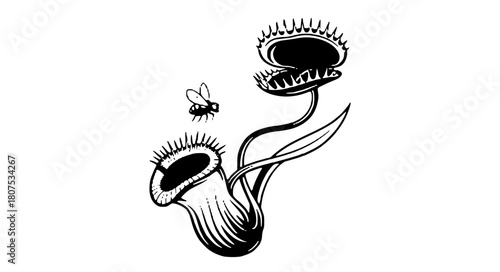 Venus flytrap illustration with unsuspecting insect, nature's ingenious trap art