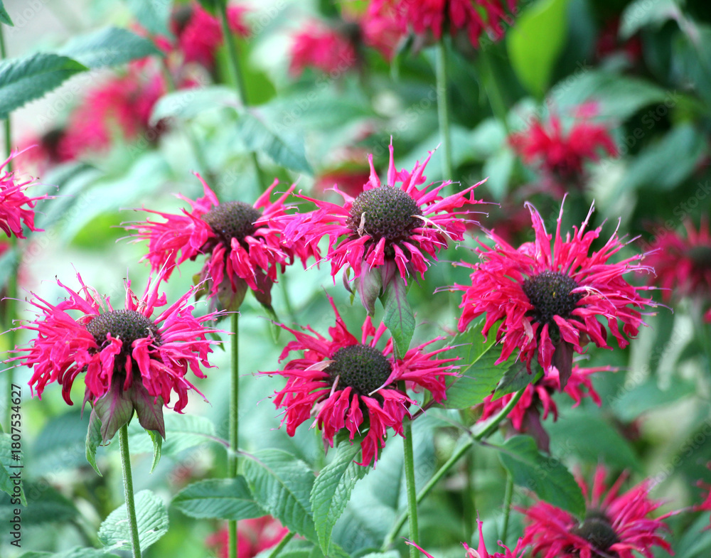 Obraz premium In the garden red flowers in bloom monarda