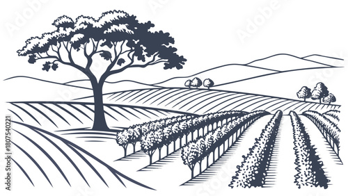 Napa Valley vineyard minimal illustration