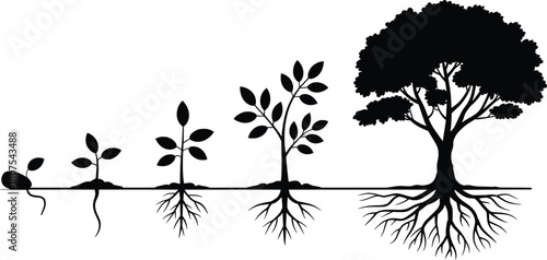 Tree Growth Stages Illustration with Roots Silhouette Vector.