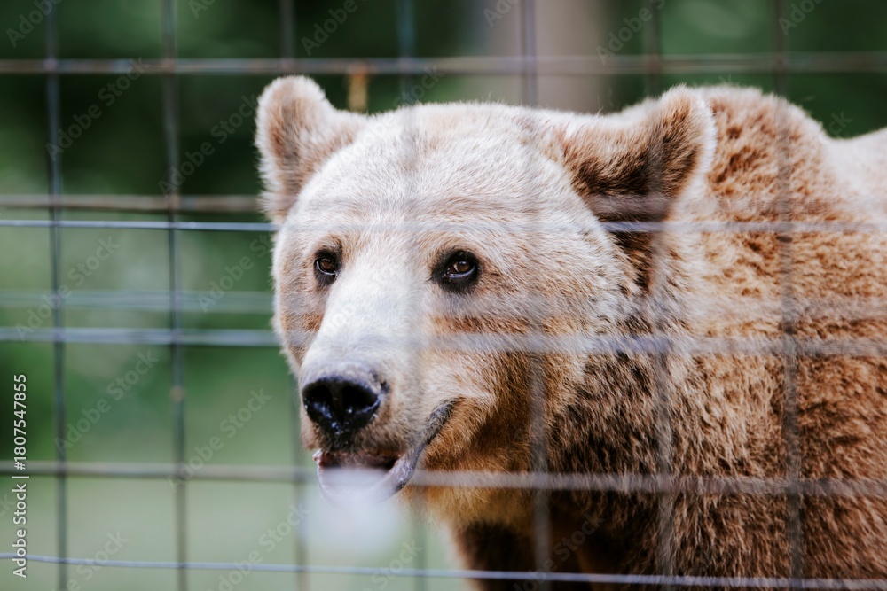 Obraz premium A close-up shows a Syrian brown bear's face with its light fur and curious dark eyes, peering out from behind the metal fence of its enclosure at a wildlife sanctuary