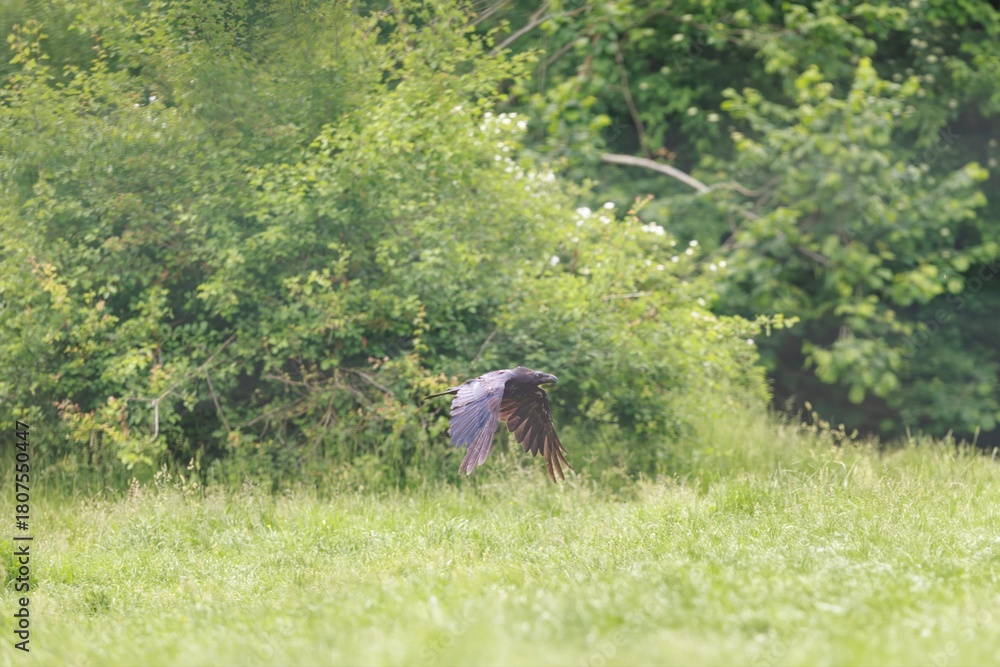 Obraz premium A black bird, possibly a Raven, soars low across a grassy field in Yellowstone National Park, wings spread wide in afternoon light. Green trees and foliage in the background
