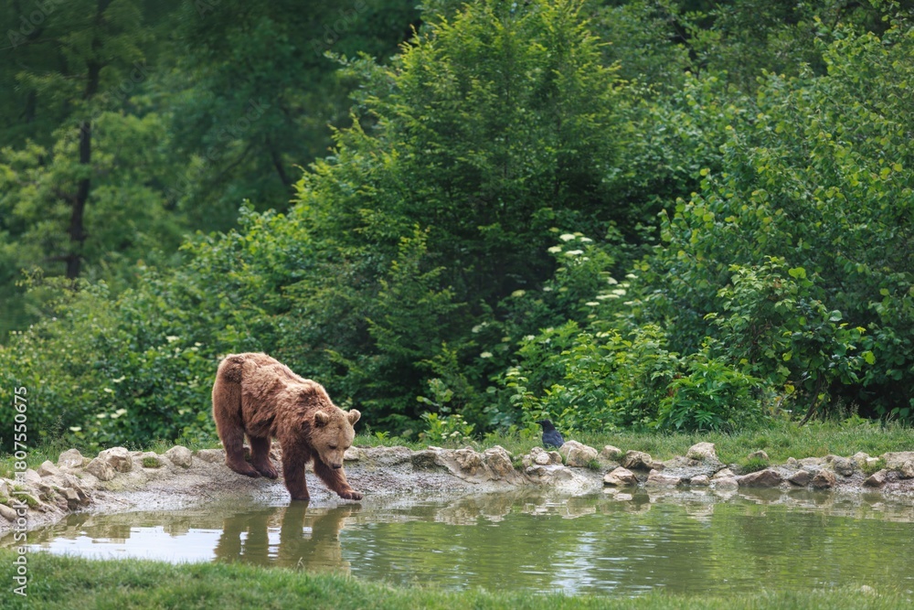 Obraz premium A large, brown bear carefully steps toward the edge of a small pond, possibly to drink, on a sunny day near the green forest. A black bird is perched nearby