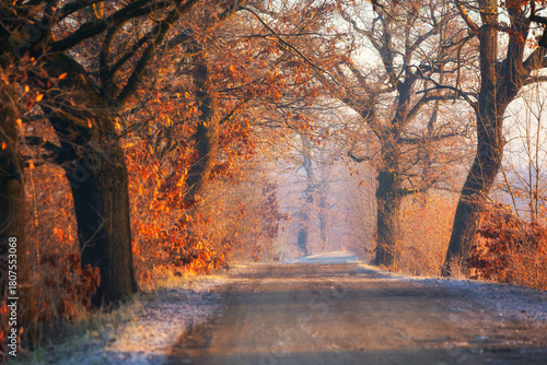 Golden Light on an Autumn Forest Path (Poland), nature background or wallpaper