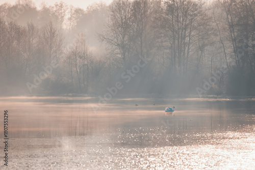 Fototapeta Naklejka Na Ścianę i Meble -  Serene white swan in the misty waters of an autumn pond, nature background or wallpaper