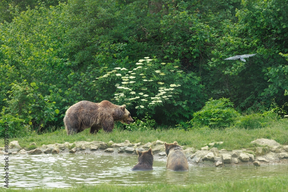 Fototapeta premium Three bears are seen in a forest setting near water. Two are bathing in the pond, while a third approaches them from the shore. A bird flies overhead on a cloudy afternoon