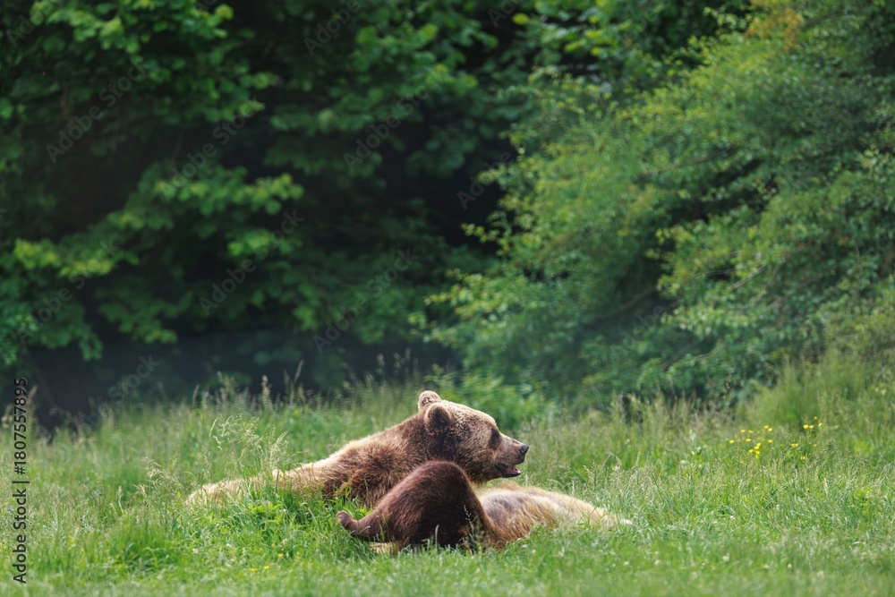 Fototapeta premium A mother bear and her cub are relaxing in the green grass of a meadow. The cub is nestled near the mother as she looks on, enjoying the sun in the late afternoon