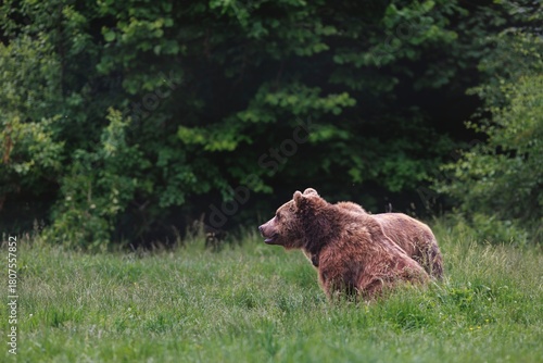 Fototapeta Naklejka Na Ścianę i Meble -  A large, Brown Bear roams through a lush green meadow. Tall grass surrounds the animal as it looks out in search of food, its habitat nestled within the Tatra Mountains