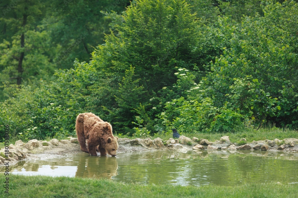 Obraz premium A large brown bear quenches its thirst from a small watering hole. Lush green foliage surrounds the watering place, and a small bird perches nearby in Bavaria