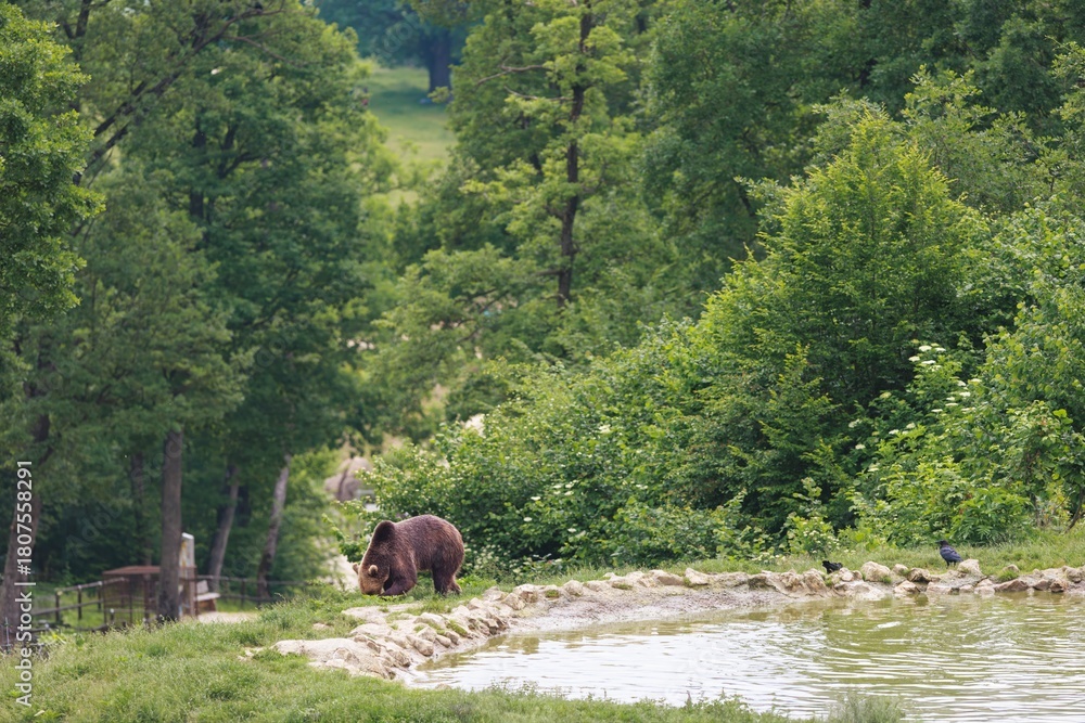 Obraz premium A brown bear lowers its head to graze on the green grass near a pool of water, within the lush greenery of Parc Animalier des Pyrenees, under a clear summer sky