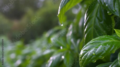 Rain Falling on Green Basil Herb in Natural Garden