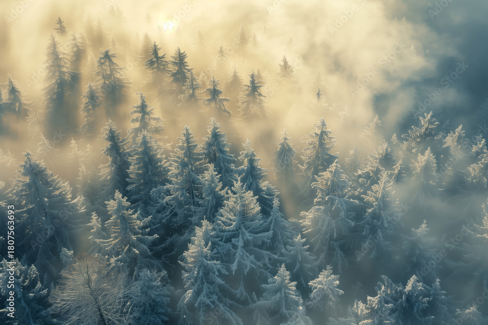 Fototapeta premium aerial view of serene winter forest with fog and hoarfrost