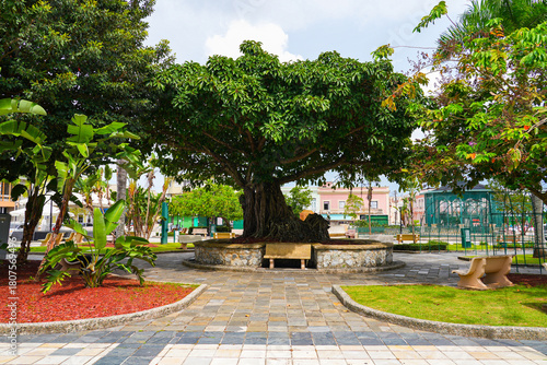 Old tree on Plaza Santiago R. Palmer in the Old Town of Caguas in Puerto Rico, a US Territory in the Caribbean Islands
