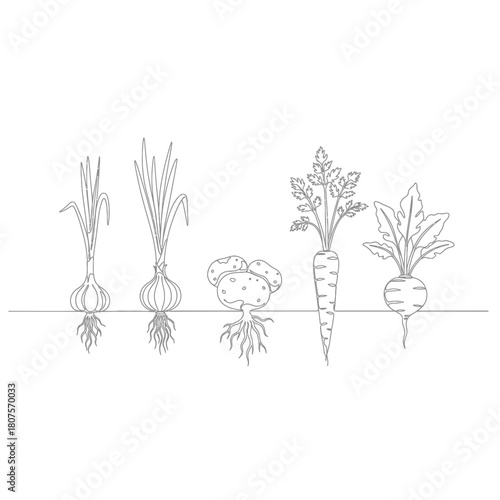 Line art illustration of root vegetables garlic potato carrot beet drawing food organic healthy garden agriculture farming harvest