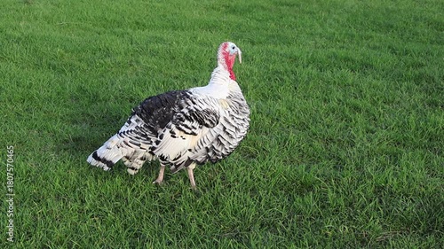White turkey in the grass