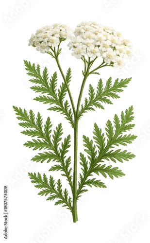 Common yarrow features fern-like leaves and clusters of tiny white flowers.