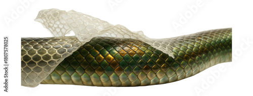 Snake shedding skin, revealing translucent scales and patterns.