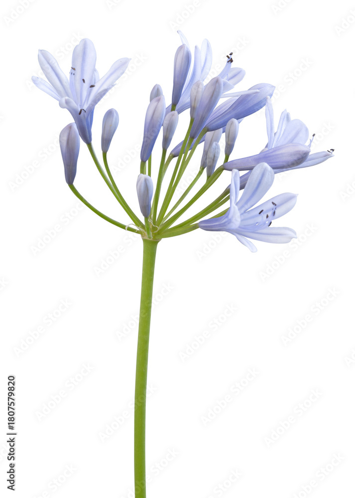 Fototapeta premium Fleur d'Agapanthe bleue 