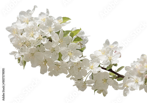 Fleurs de Prunus serrulata	