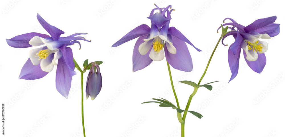 Fototapeta premium Fleurs d'Ancolie bleues Mrs. M. Nicholls 