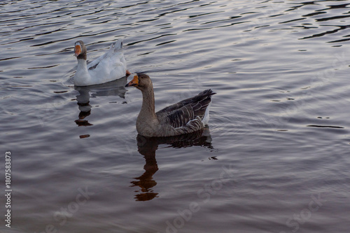 Patos, en la playa de Son Bou, Menorca