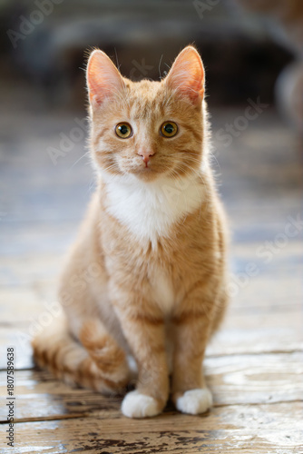 Portrait of a cute ginger tabby kitten sitting on a rustic wooden floor