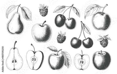Hand drawn collection of pears, apples, cherries and berries in vintage line sketch.