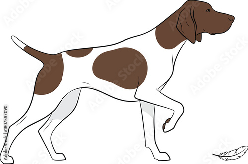 German Shorthaired Pointer Vector Dog Breed Illustration Sporting Canine Hunting Design Isolated White Brown Cute Animal Art Feather Pedigree