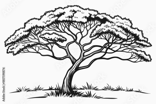 Stylized Drawing of an Acacia Tree with Grass savanna