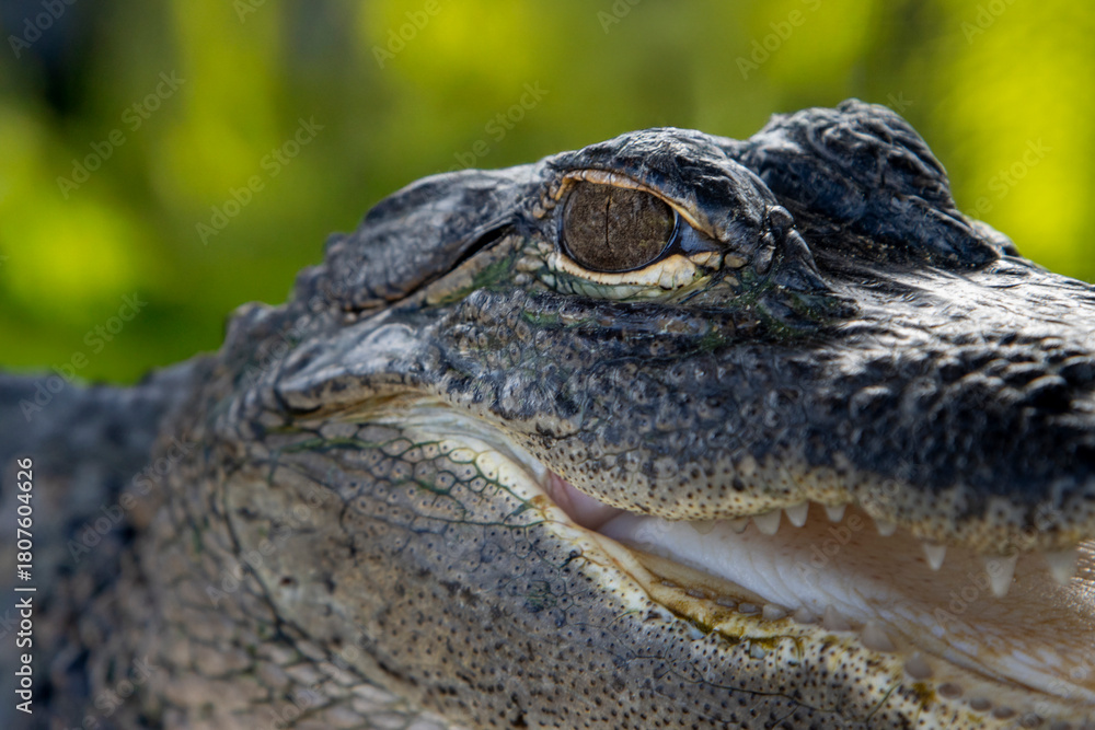 Obraz premium Close up image of a baby alligator face with emphasis on its eye