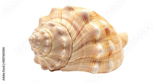 Beautiful natural conical seashell with spiral patterns on an isolated transparent background