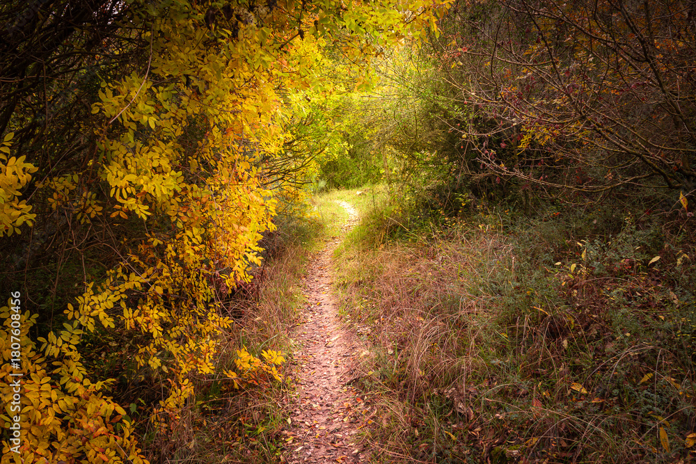 Fototapeta premium paisaje otoñal el camino rodeado de follaje en otoño con colores amarillos, ocres y verdes