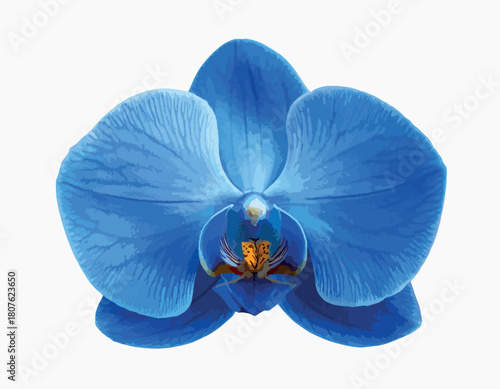 A vibrant blue orchid flower displayed in full bloom on a clean white background. Detailed veining, soft texture, and rich color tones highlight the beauty and elegance of this exotic floral vector.