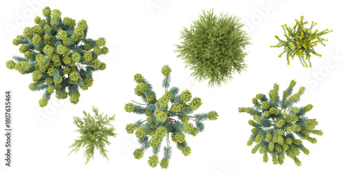Fotografie Collection of Genista,Euphorbia plants on transparent background from the top vi