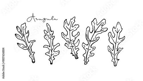 Arugula leaves, Fruits hand drawn doodle sketch. Vegetable for Mediterranean or vegan diet, for advertising, packaging. For menu, cafe, restaurant, poster, banner, emblem, sticker. Vegetable greens.