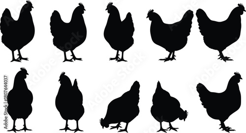 Chicken silhouette set in varied standing and walking poses for farm animal, poultry, rural, and agricultural vector design